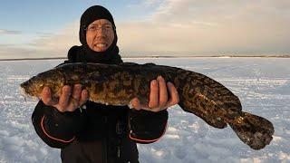 3 Days Ice Fishing in Alaska - Burbot Catch and Cook.